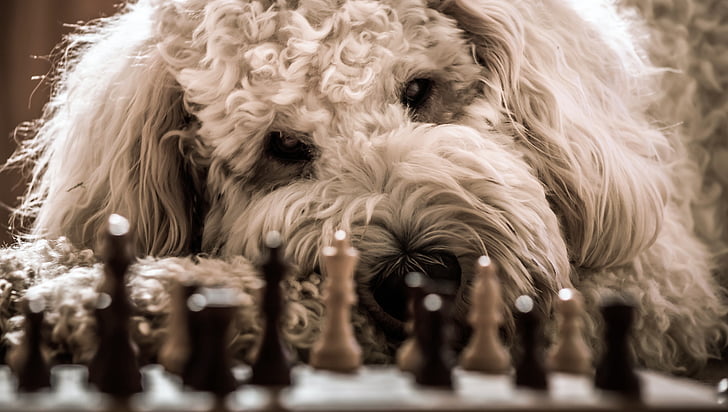 hund, Goldendoodle, schack, spela, Hybrid, Husdjur, djur