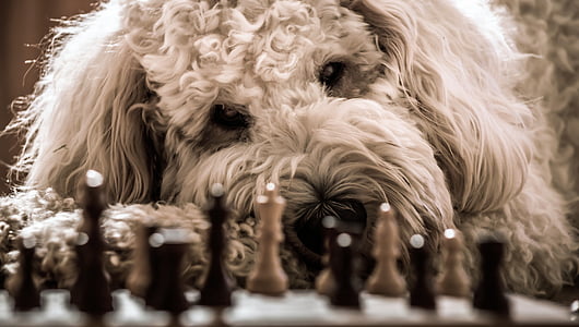 dog, goldendoodle, chess, play, hybrid, pet, animal