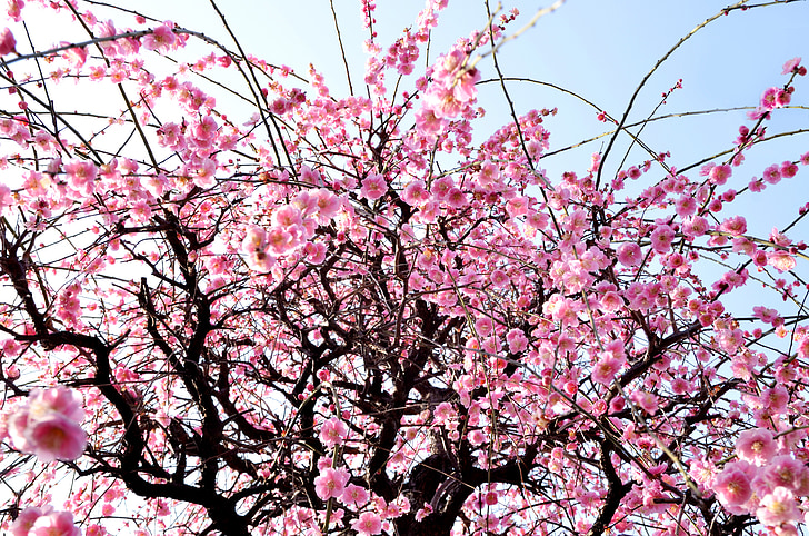 Zima, cvijeće, Cvjetovi šljive, Arboretum, Tokyo, Buda, grana