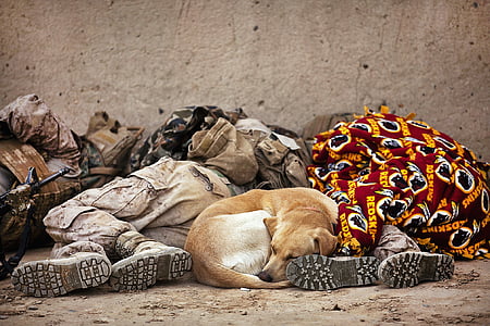 兵士の休息, 軍事, 眠っています。, 犬, 残りの部分, 男性, 横になっています。