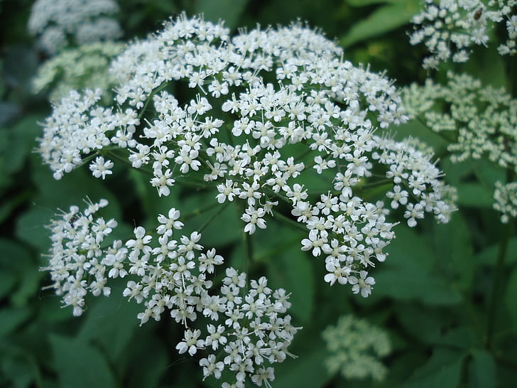 květ, bílá, závod, Bílý květ, Příroda, detail, čerstvosti