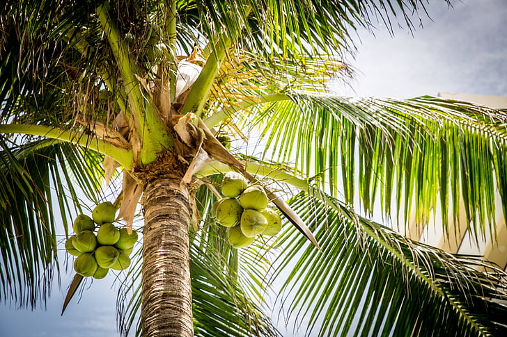 beach, tree, palm, coconuts, palm Tree, nature, tropical Climate