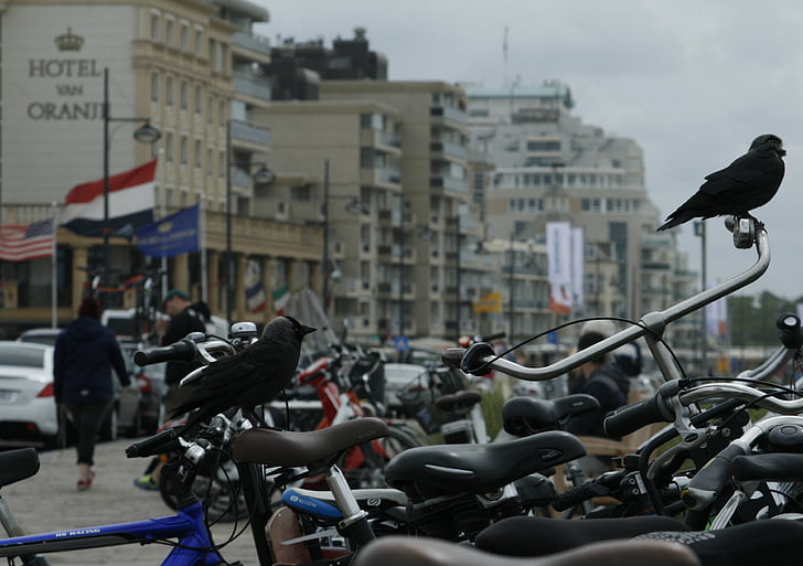 velosipēds, seglu, Holande, rats, izslēgts, velosipēdi, velosipēdu