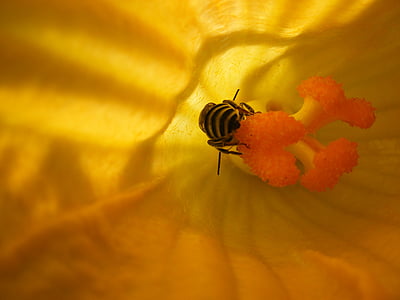 цвете, насекоми, пчела, природата, цветен прашец, жълти цветя