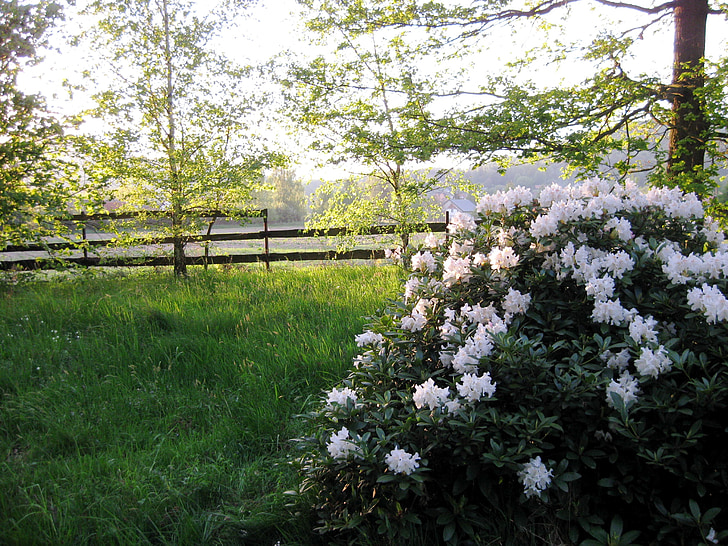 Taman, Bush, bunga putih, alam, musim semi, hijau, putih