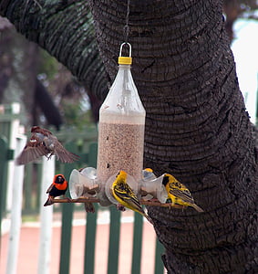 weaver birds, feeder, seed, cola bottle, recycled, red, yellow