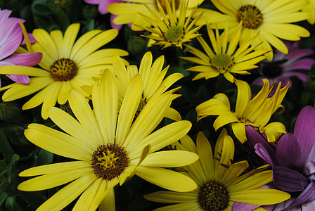 λουλούδια, Ισπανικά μαργαρίτες, κίτρινα άνθη