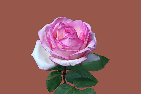 Floribunda, Rosengarten bad kissingen, rosa de la ciudad bad kissingen, jardín de rosas, Bad kissingen, flor color de rosa, cerrar