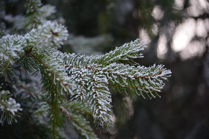 pin, gel, froide, rime, nature, hiver, bois