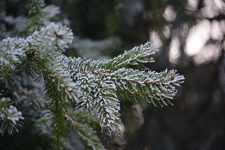 pine, frost, cold, rime, nature, winter, wood