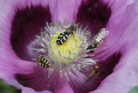 mouche vol stationnaire, insecte, gros plan, Syrphidae, pollen, ailes, fleur