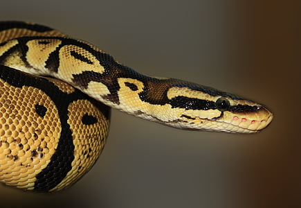 ball python, macro, python regius, reptile, snake, animal, python