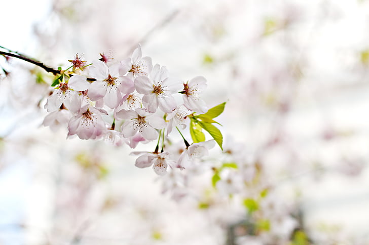 Cherry blossom, blomst, Pink, Blossom, forår, natur, japansk