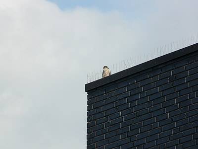 pássaro, telhado, espinhos, metal anti espinhos de aves