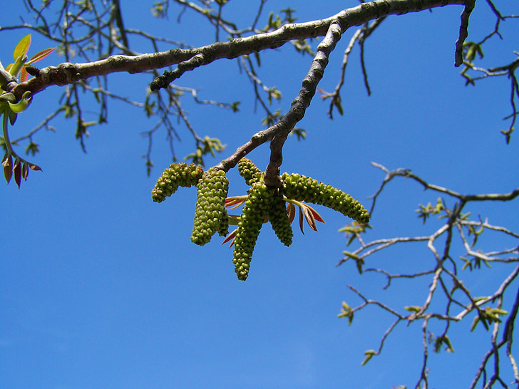 walnut, flower, blue sky, spring