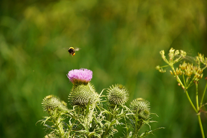 con ong, Thistle, Thiên nhiên, côn trùng, thực vật, Hoa, màu tím