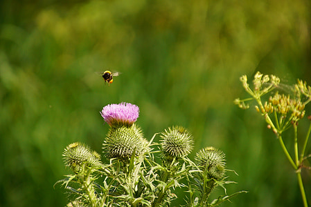 Bee, Thistle, natur, insekt, anlegget, blomster, fiolett