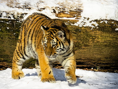 Tigre, cub tigre, chat, jeune animal, Nuremberg, sauvage, hiver