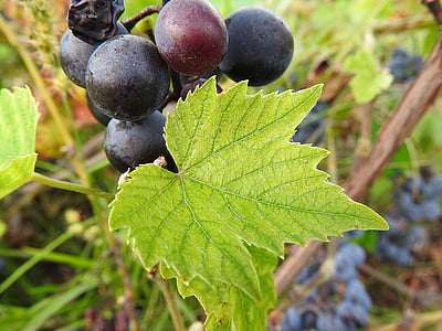 feuille de vigne, vigne, raisins, vignes, fruits, feuille, nature