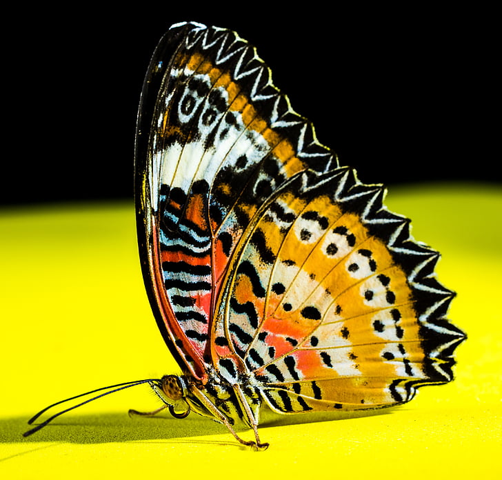 butterfly, insect