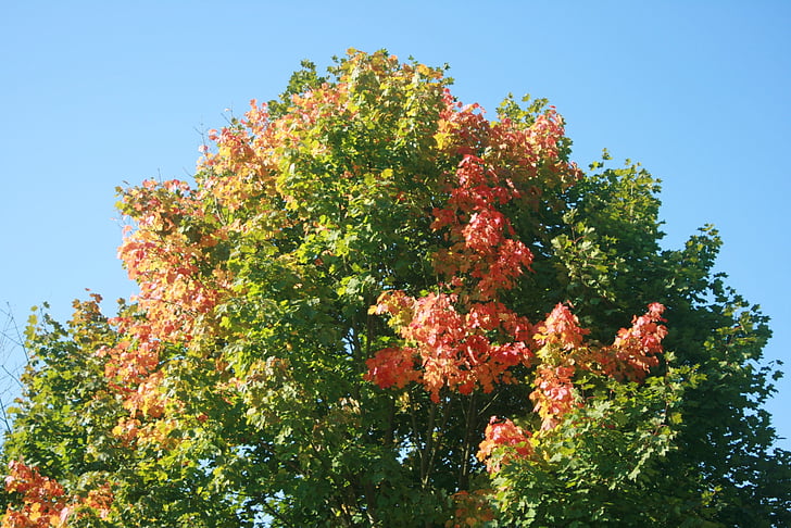 το φθινόπωρο, δέντρο, σφενδάμι, χρωματιστά, χρώμα, τοπίο, σύννεφα