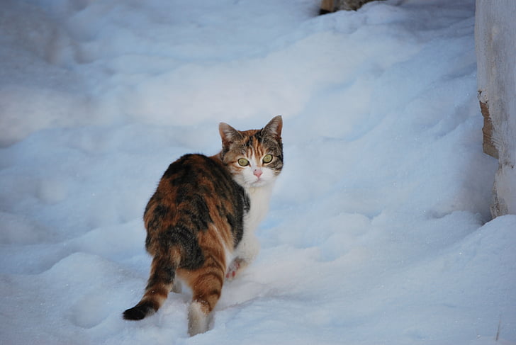 cat, snow, winter, domestic Cat, pets, animal, cute
