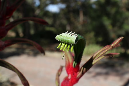 植物, 袋鼠爪, 自然, 花, 本机, 澳大利亚, 植物区系