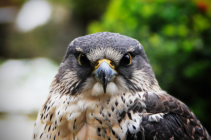 hawk, falcon, bird, feather, hunter, creature, predator