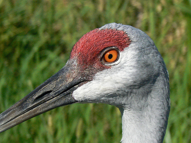Sandhill crane, close-up, cabeça, olhos, bico, pássaro, vermelho