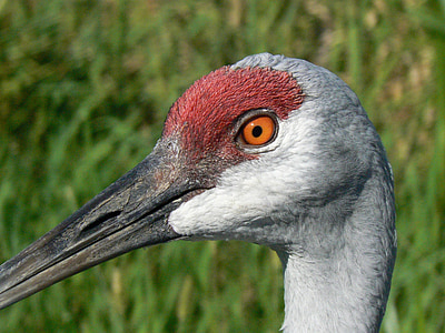 sandhill γερανός, κοντινό πλάνο, κεφάλι, τα μάτια, ράμφος, πουλί, κόκκινο
