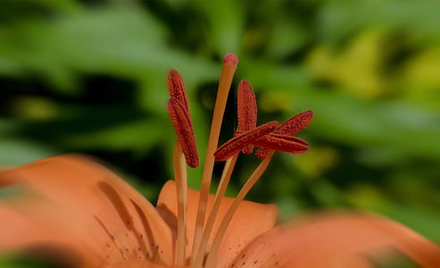 feuerlilie, Lilium bulbiferum, flor, linda, close-up, natureza, jardim