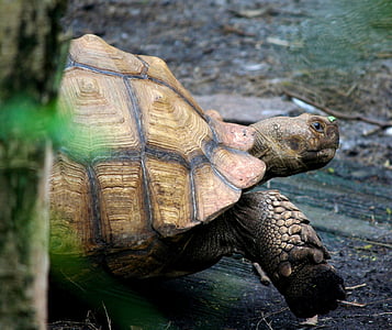 turtle, tortoise, crawl, shell, reptile, wildlife, environment