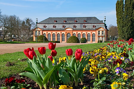 Darmstadt, Hesse, Alemanha, Primavera, flores, tulipas, Laranjal