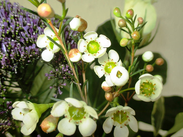 blomster, Frangipani, steg, lille, bud, hvid, flora
