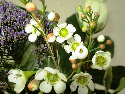 kvety, Frangipani, ruže, malé, ponuka, biela, Flora