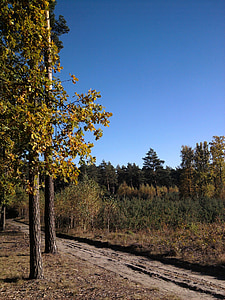 лес, Листва, лист, дерево, Осень, Природа, Парк