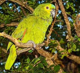 parrot, birds, environment, nature, fauna, bird, animal