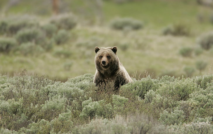 Grizzly bear, dieren in het wild, natuur, Wild, carnivoor, vergadering, op zoek