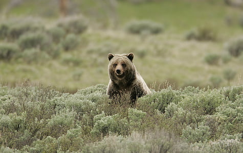 grizzly bear, wildlife, nature, wild, carnivore, sitting, looking