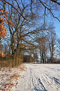 doğa, ağaçlar, Orman, kar, Sezon, manzara, Park