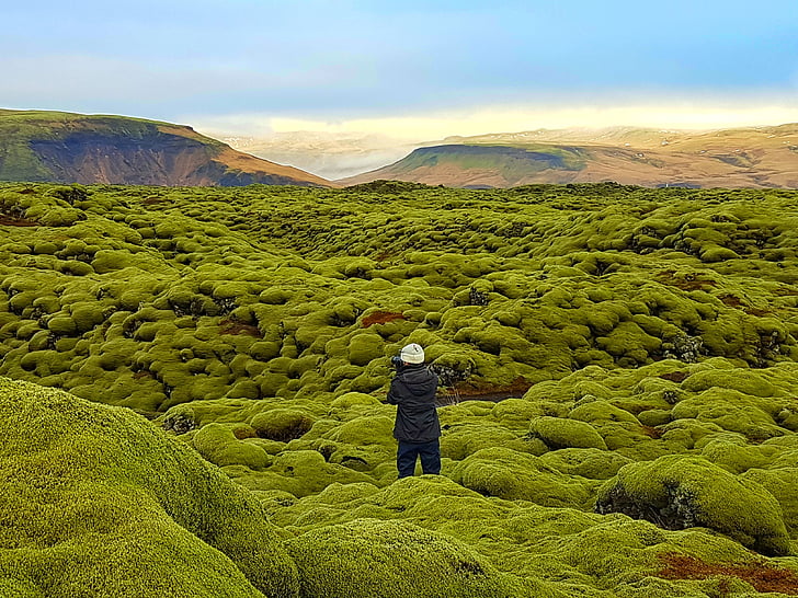pole lawy, Moss pola, Eldhraun, Islandia, krainie czarów, zielony mech, Natura