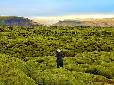 bidang lava, bidang Lumut, eldhraun, Islandia, Wonderland, hijau lumut, alam