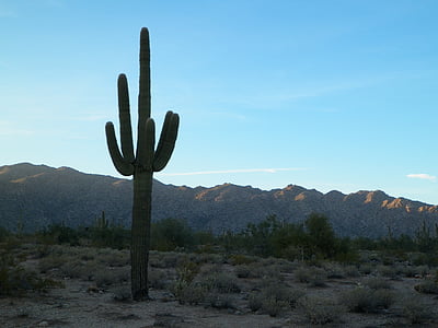 Кактус, пустыня, Запад, Западная, Природа, Пустынный пейзаж, Аризона пустыни