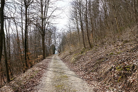 δάσος, άνοιξη, μακριά, Tuttlingen, Möhringen, Γερμανία, φύση