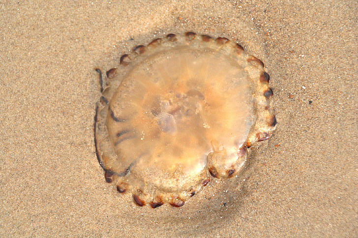 jellyfish, sand, beach, marine life
