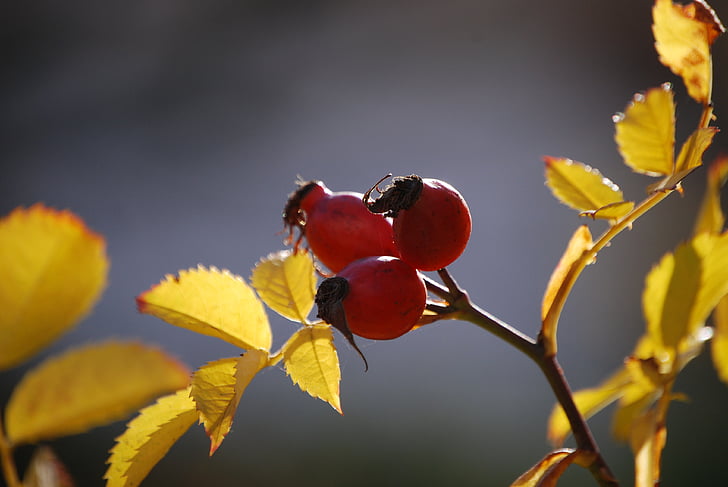 rose hip, autumn, autumn fruits, fruit, leaf, nature, branch