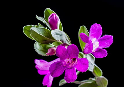 野生花卉, 花, 开花, 绽放, 紫色