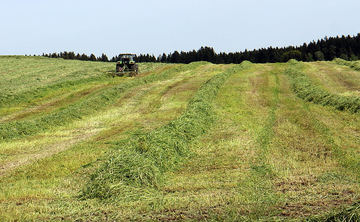 hay, harvest time, grass, food, agriculture, cattle feed, pet food
