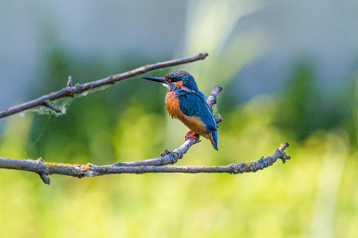 Kingfisher, pasăre, colorat, natura, penaj, pene, frumos