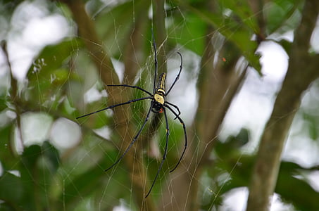 Spinne, Pingtung county, SüdTaiwu township